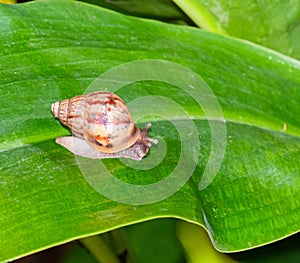 Small snail brown color gastropod crawl with antenna in natural shell climb on green leaf for eating. animal wildlife growing outd