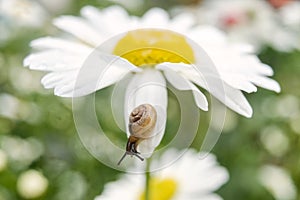 Small snail on a camomile flower on summer day.