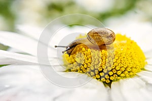 Small snail on a camomile flower on summer day.