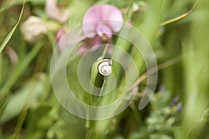 A small snail Cepaea nemoralis house clings to a plant