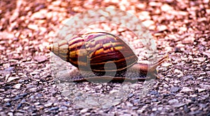 Small snail climb alone on the middle road in the morning with beautiful sunlight background.