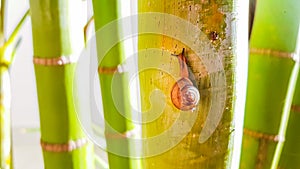 Small snail climbing green palm tree trunk in a home garden.