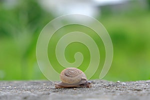 A small snail clinging on concrete wall.