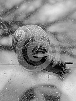Small snail close-up. Black and white format
