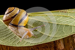 Small snail with a colorful shell on a green leaf. A small mollusk wandering through the leaves of trees