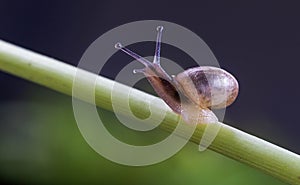 A small snail crawling