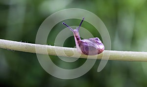 A small snail crawling