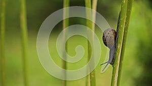 Small snail crawling