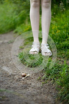 Small snail crawling across the path