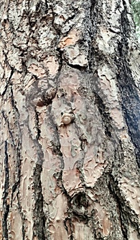 A small snail crawling along the trunk of a coniferous tree