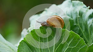 Small snail crawling on cabbage leaf in raining.