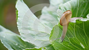 Small snail crawling on cabbage leaf in raining.