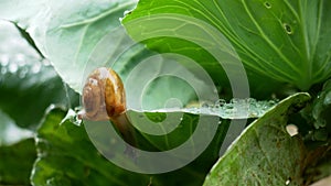 Small snail crawling on cabbage leaf in raining.