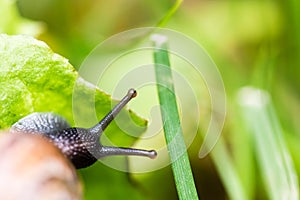 Small snail crawling on green leaf