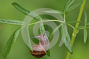 Small snail, crawling on a leaf after rain