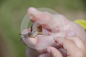 Small snail crawling on a man`s index finger and a baby`s hand reaching for it.