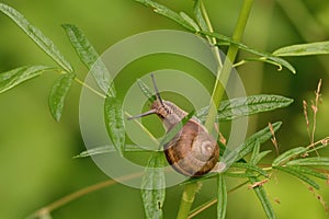 Small snail, crawling on a plant, closeup.