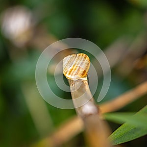 Small snail crawling after rain on the ground