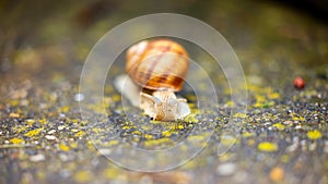 Small snail crawling after rain on the ground