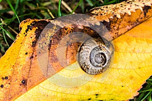 Small snail crawling on yellow leaf