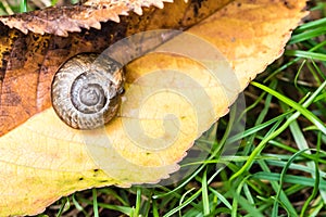 Small snail crawling on yellow leaf