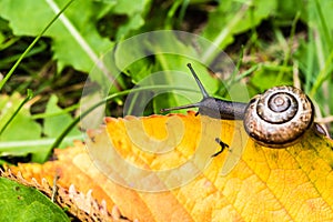 Small snail crawling on yellow leaf