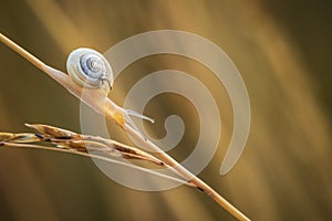 A small snail crawls along a blade of grass