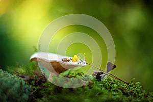 Small snail crawls along the mushroom to a flower growing among the green grass. wallpaper