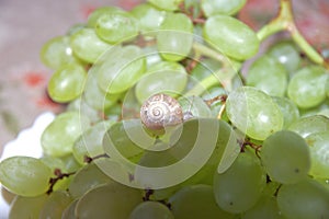Small snail crawls on the berry of large grape bunch, in the shade