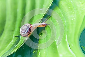 A small snail crawls on a large leaf with water drops on a sunny day