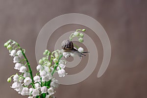 A small snail crawls on a thin stalk of lily of the valley, blooming in white flowers, located in a bouquet on a gray background