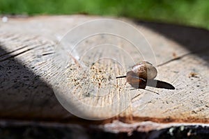 small snail crawls on a tree. The concept of exploring the world