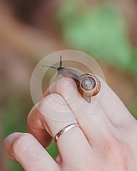 A small snail crawls on your fingers and takes care of your skin