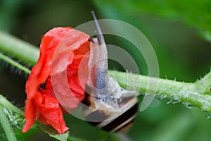 Flower, red, background, snail, nature, natural, garden, plant, macro, color, closeup, beautiful, beauty, green, summer, animal, c
