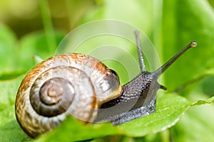 Small snail crewling in green fresh grass