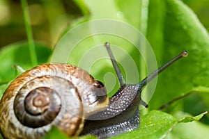 Small snail crewling in green fresh grass