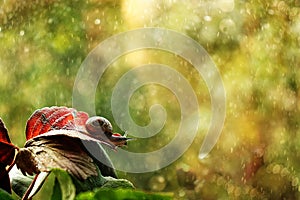 A small snail at dawn under a rain looks on a new day