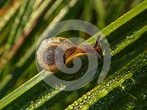 Small snail on dewy green grass