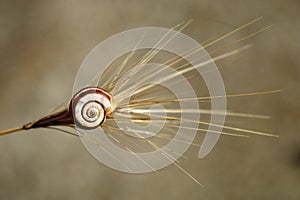 small snail on a dry blade of grass