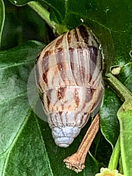 Small Snail eating a leaf Lekki Lagos Nigeria