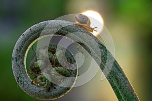 A small snail on a fern leaf in the morning light