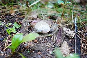 Small snail in the forest