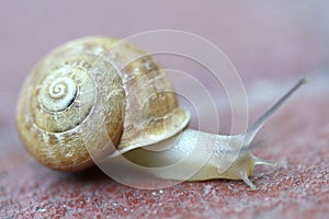 Small snail gliding, very short depth of focus