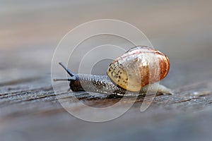 Small snail gliding on wood