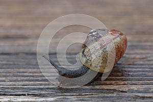 Small snail gliding on wood