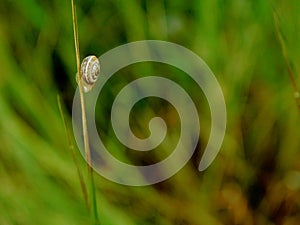 A small snail glued to a blade of grass in the meadow