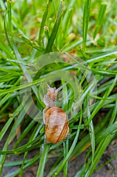 Small snail in a grass