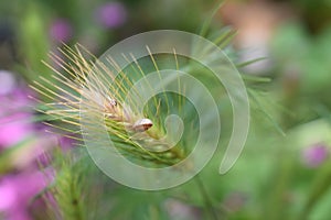 Small snail on a grass