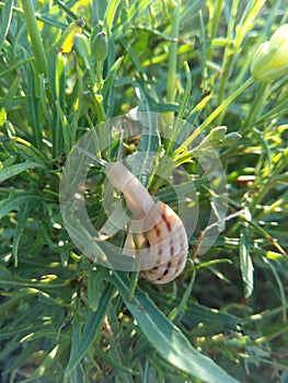 Small snail in green grass