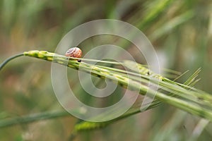 Small snail on green leaf.